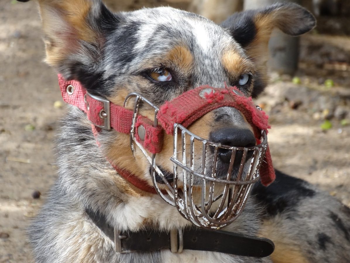dog-1897631_1280
