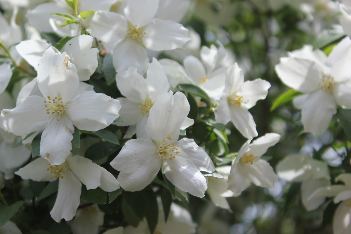 flower-3141634_1920