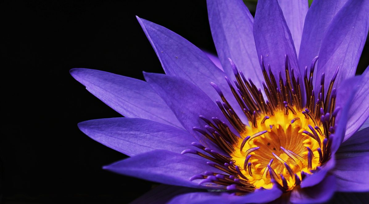 water-lily-2334209_1920