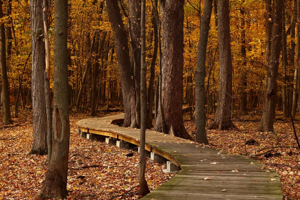 fall-1432252_1920