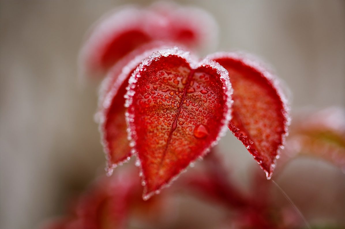leaves-4673997_1920