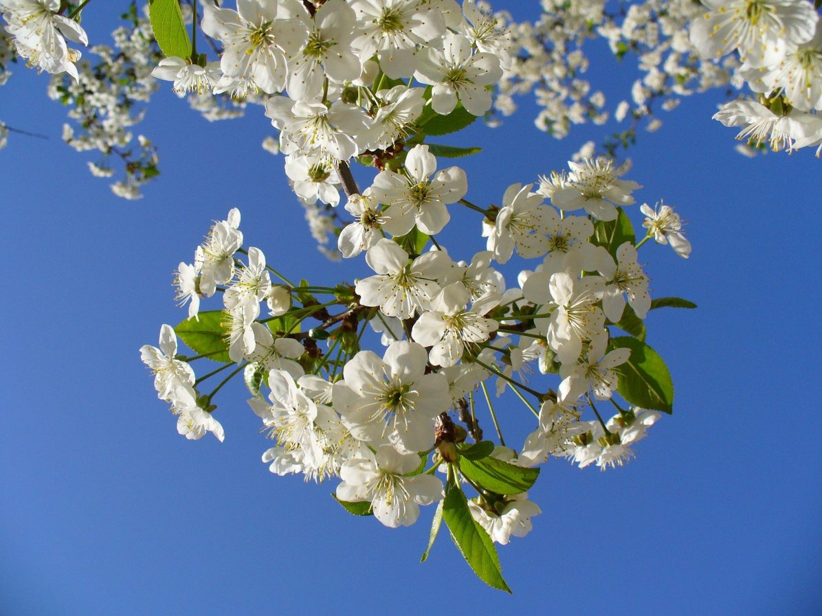 cherry-tree-93737_1920