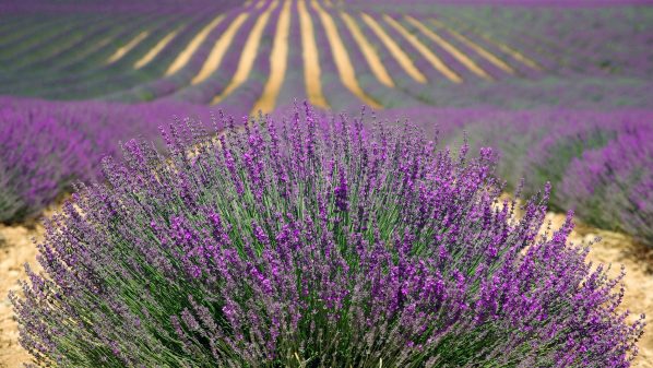 lavender-894919_1920