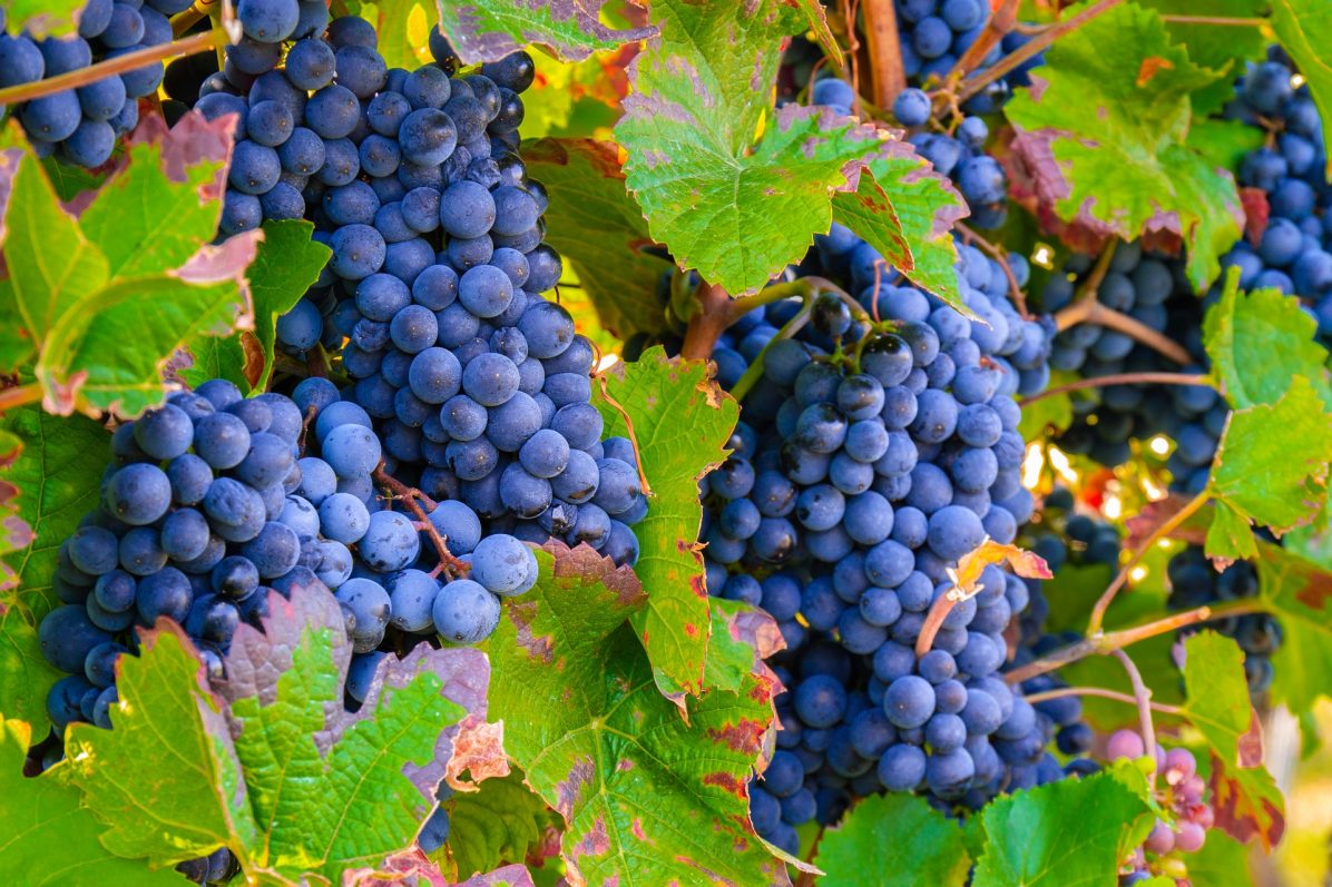 grapes-3680486_1920