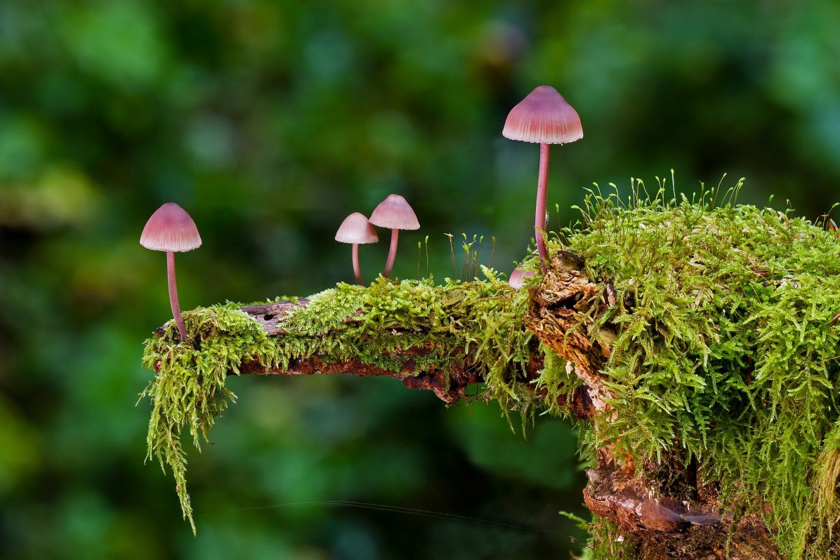 mushroom-2798150_1920