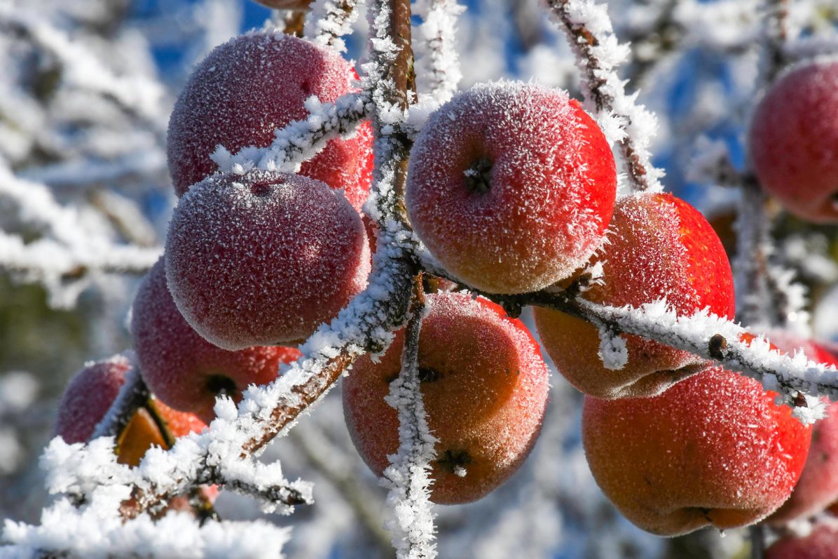 apple-5794354_1920