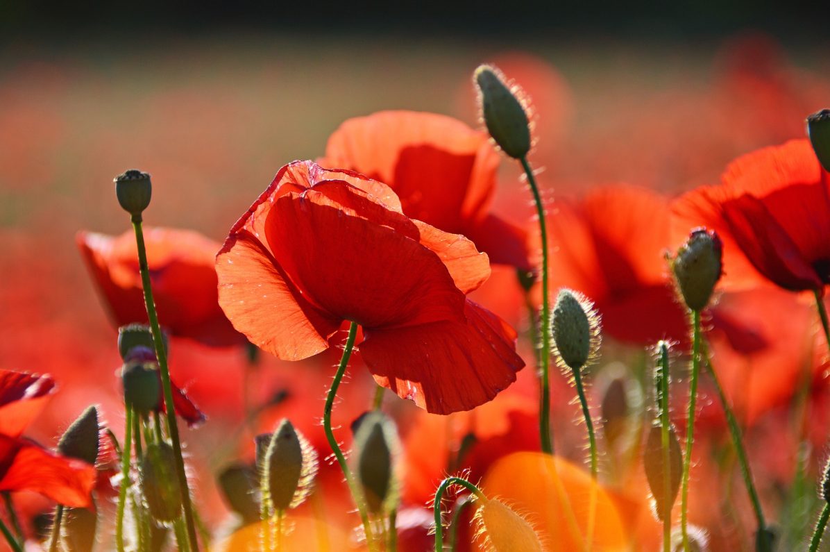 red-3446714_1920