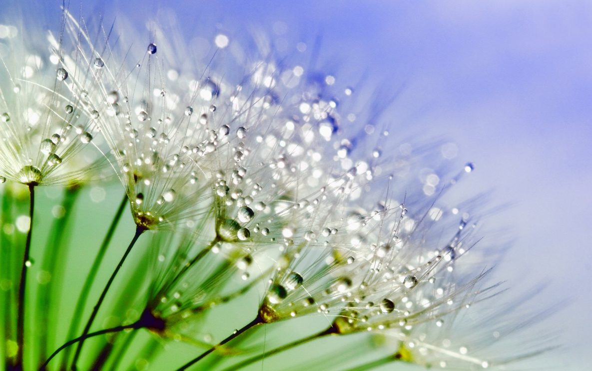 dandelion-843587_1920